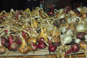 Our freshly harvested onions drying on a rack.